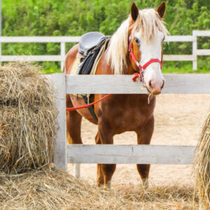 horse