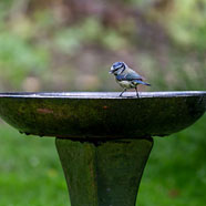 bird