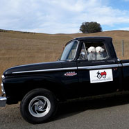 truck