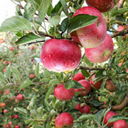 fruit