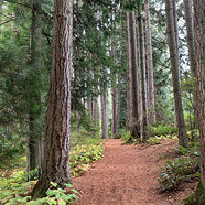trees