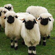 sheep