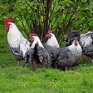 chickens