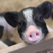 pig