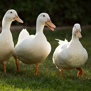 ducks
