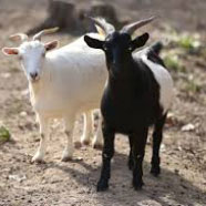 goats