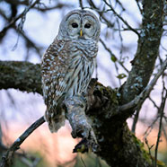 owl