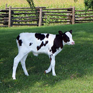 calf