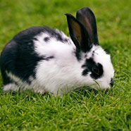 bunny