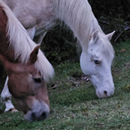 horses