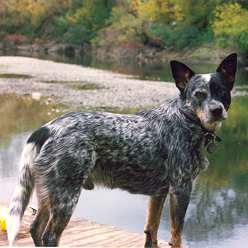 dog